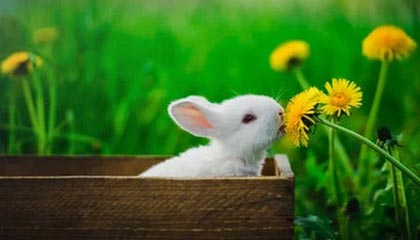 开云体育平台-河床关键时刻发挥出色，河床整治